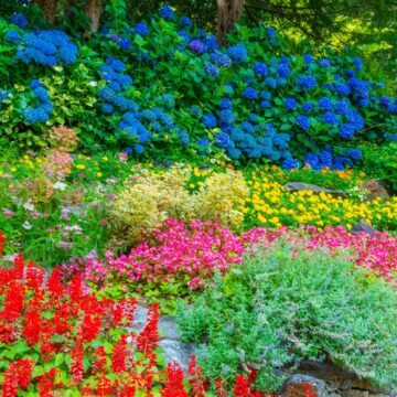 a brightly colored perennial flower garden