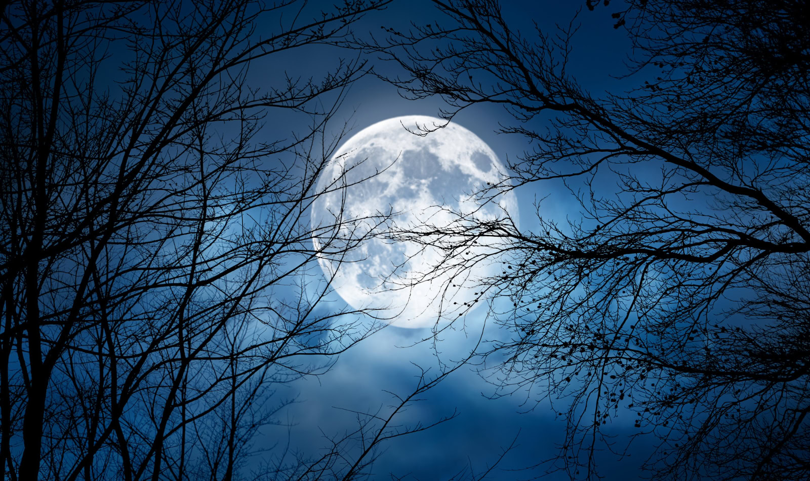 a full moon with trees