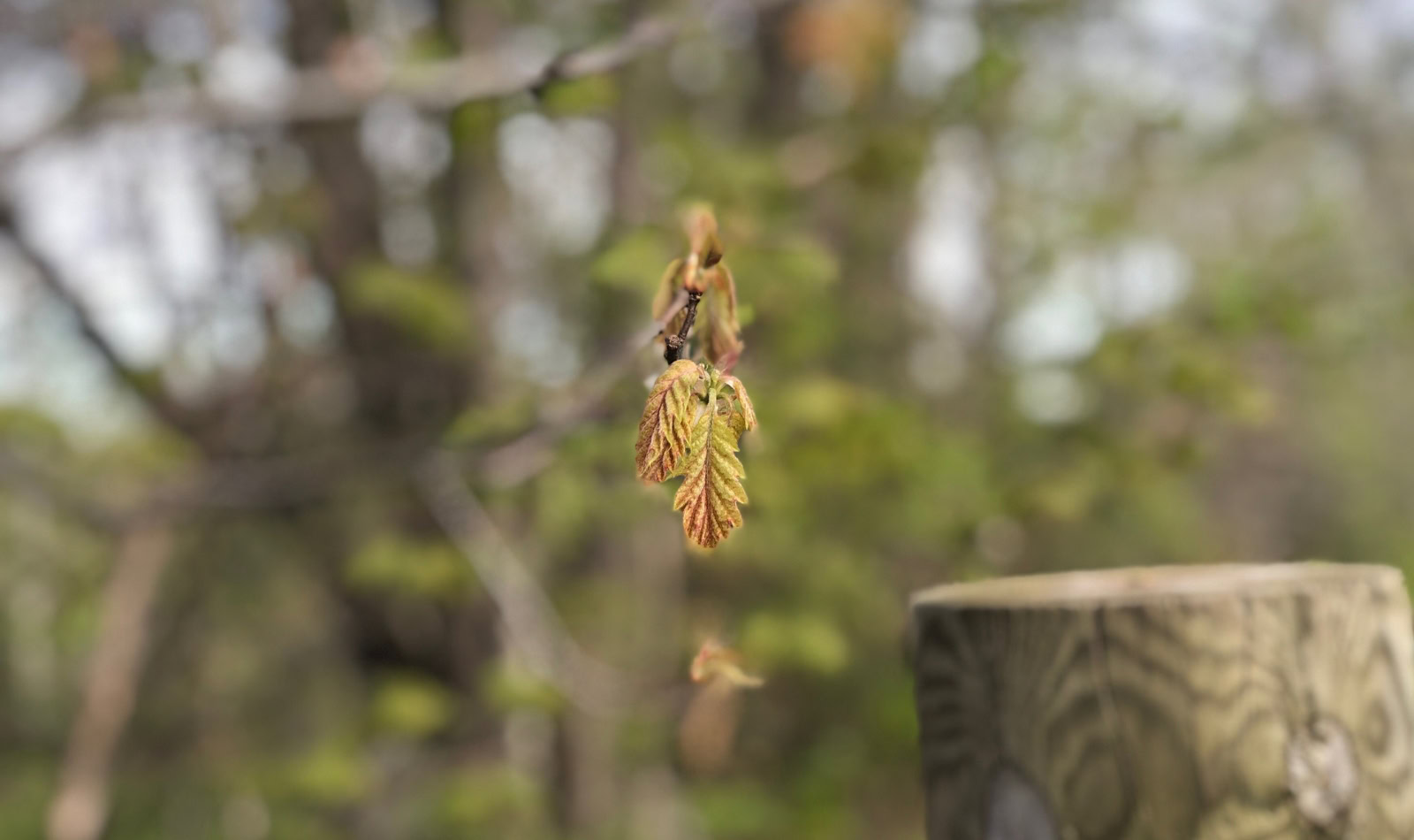 Little oak leaves emerging in the spring