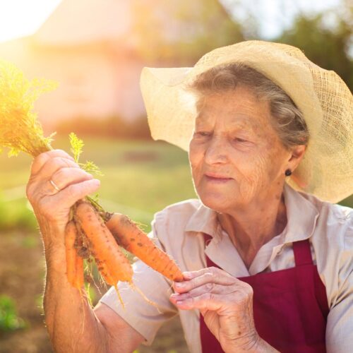 How To Hatch Goose Eggs - Salt in my Coffee