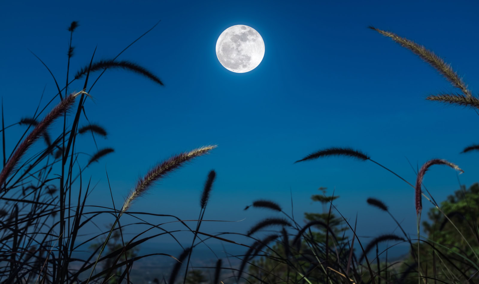 moon with a field of grasses