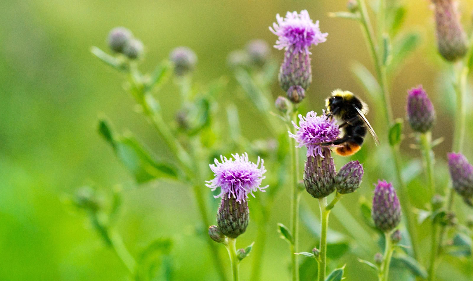 thistles with a bumblebee