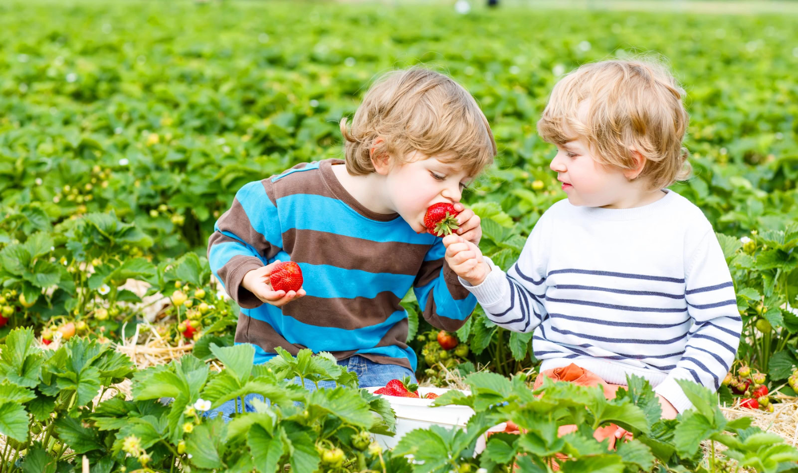 two kids eating strawberries in a berry patch