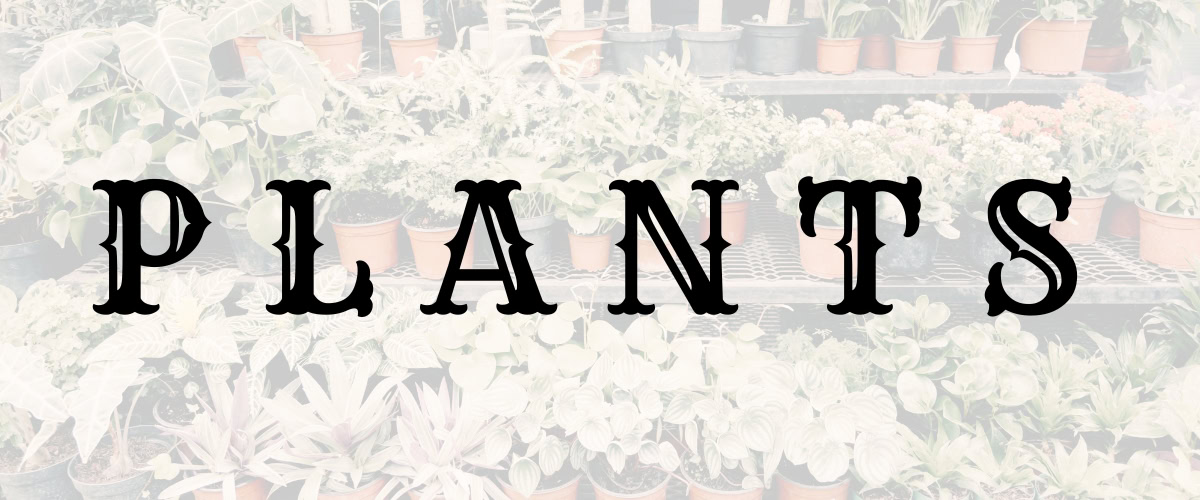 plants