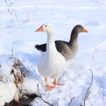 geese in the snow