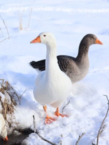 geese in the snow