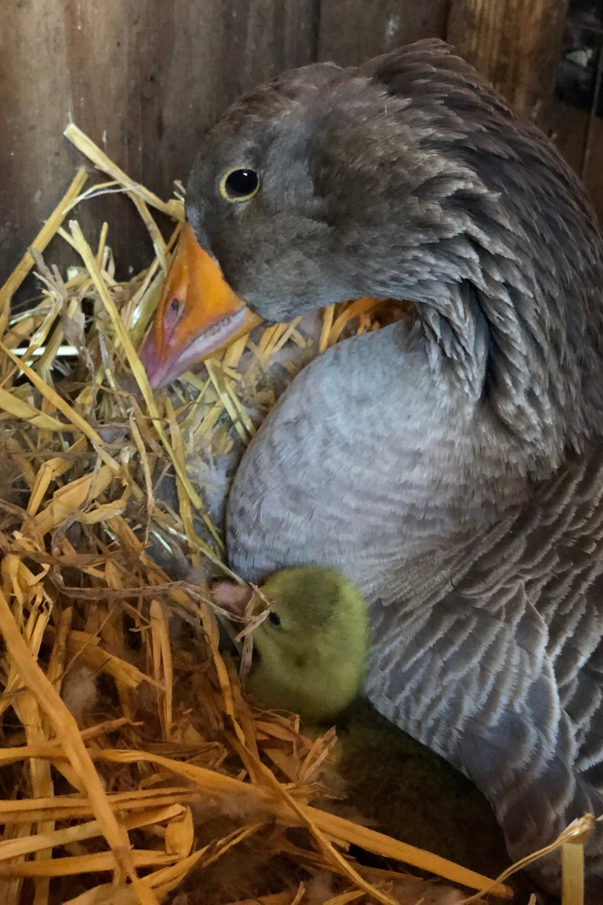a mother goose with her baby gosling