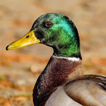 a male duck with a green head