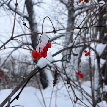 red berries in the snow