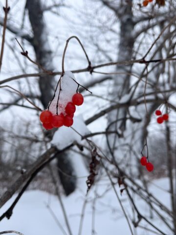 red berries in the snow