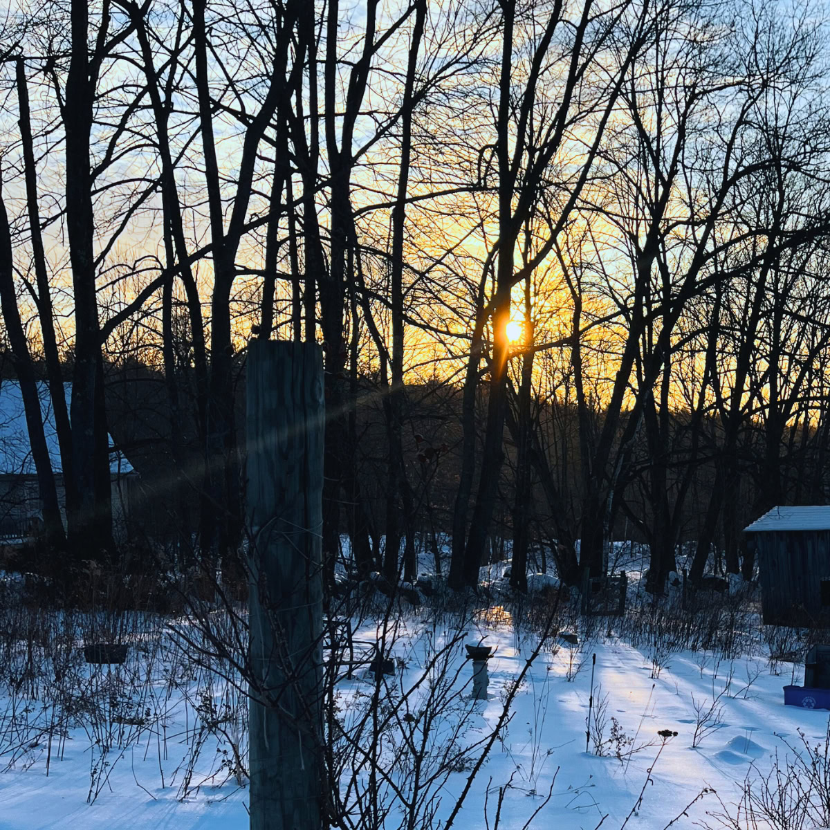 a snowy sunrise through trees