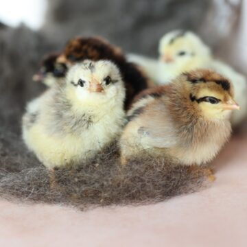 a group of day old chicks
