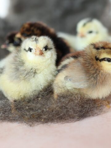 a group of day old chicks