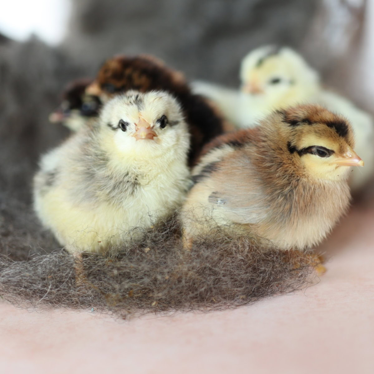 a group of day old chicks