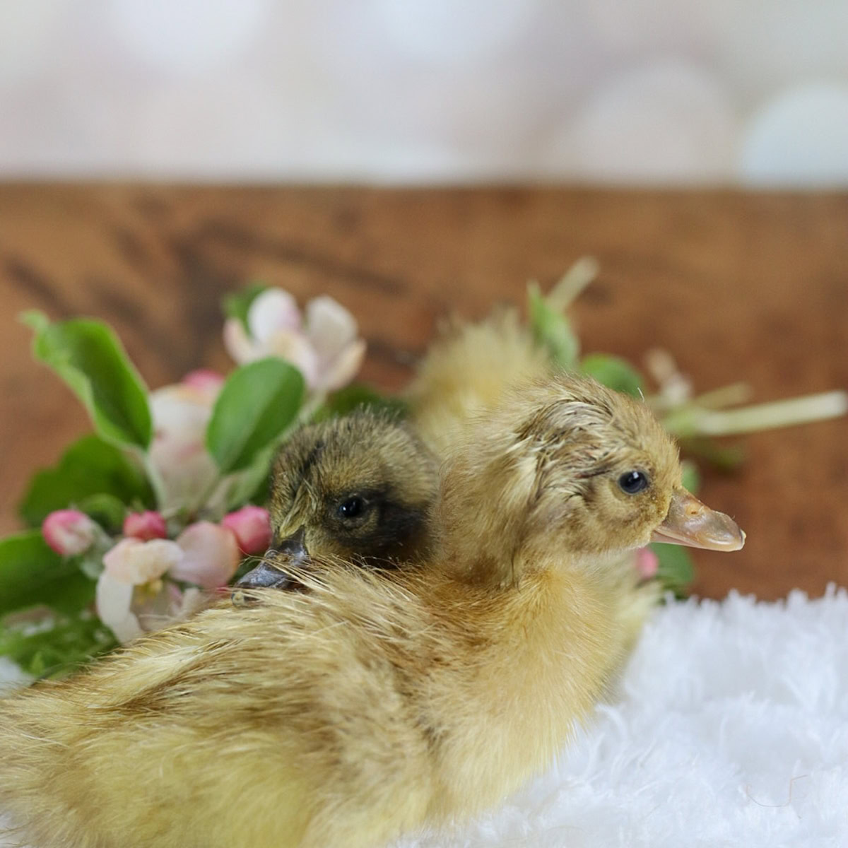 day old ducklings