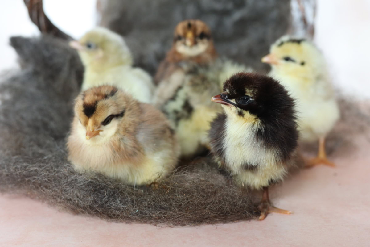 day old chicks