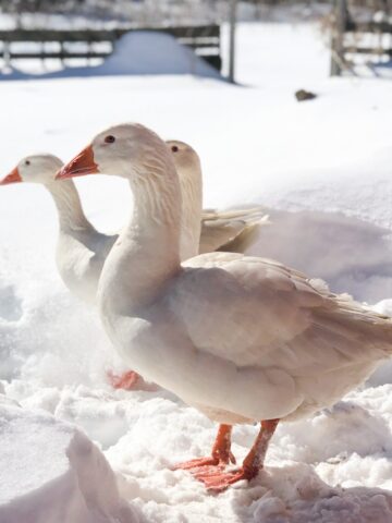 geese in the snow