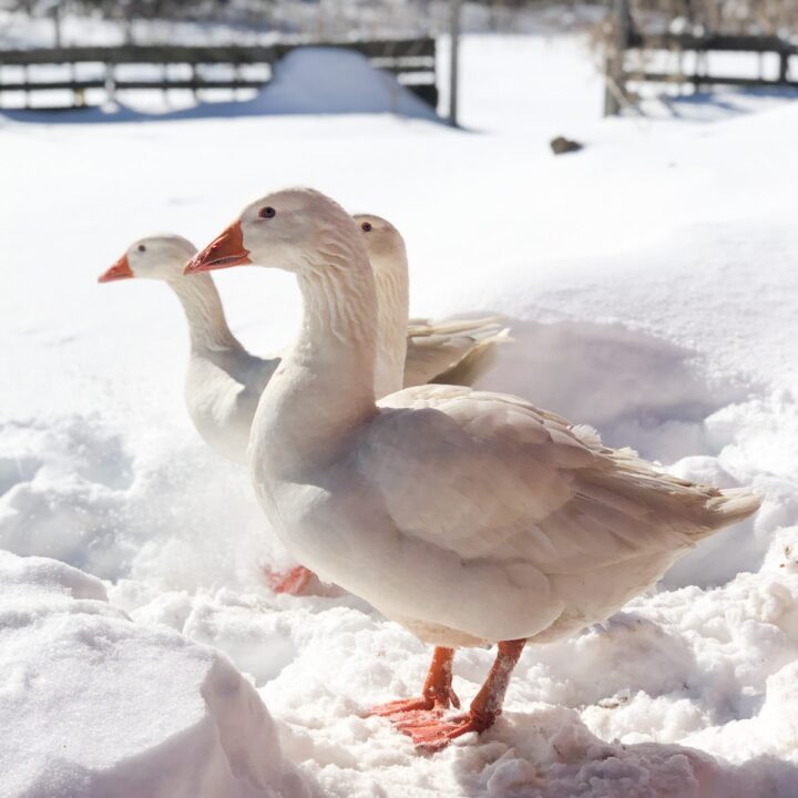 geese in the snow