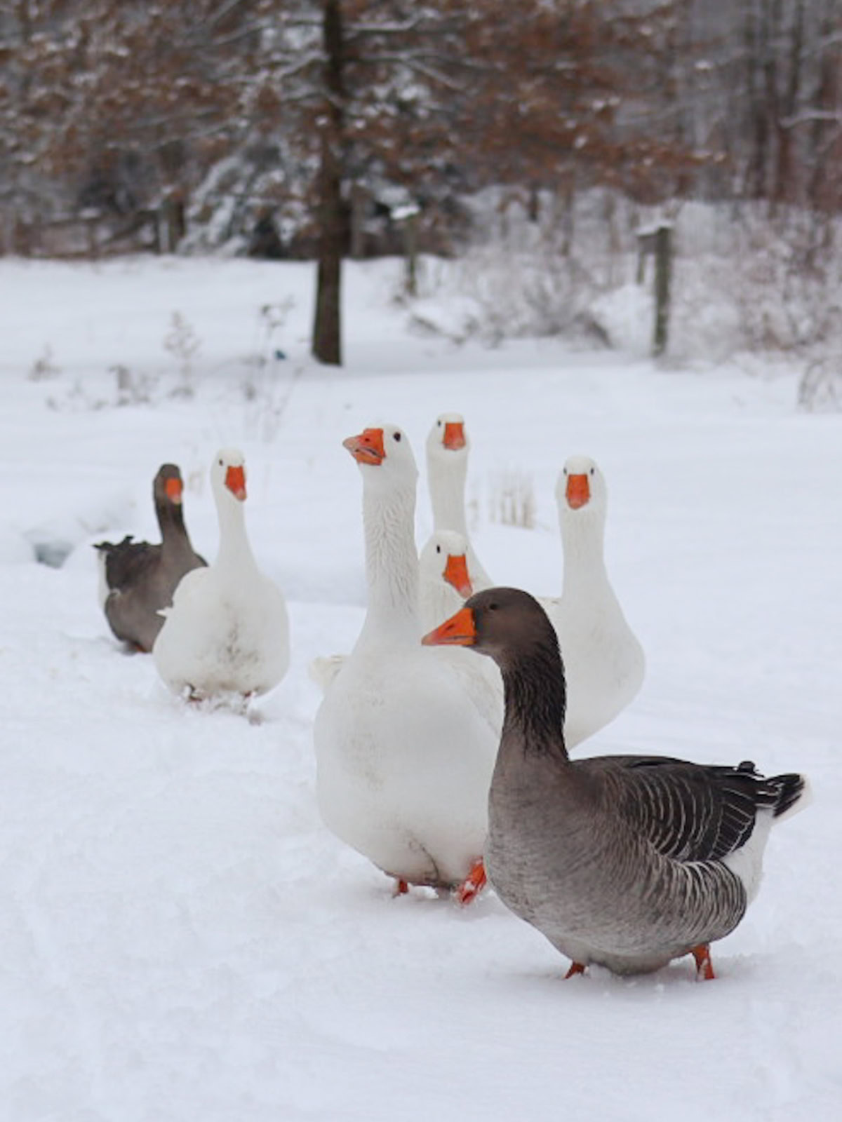 geese in the snow