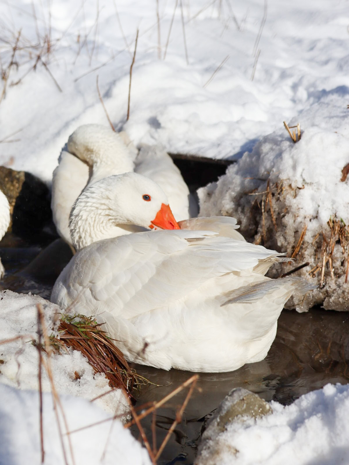 geese in a snowy pond
