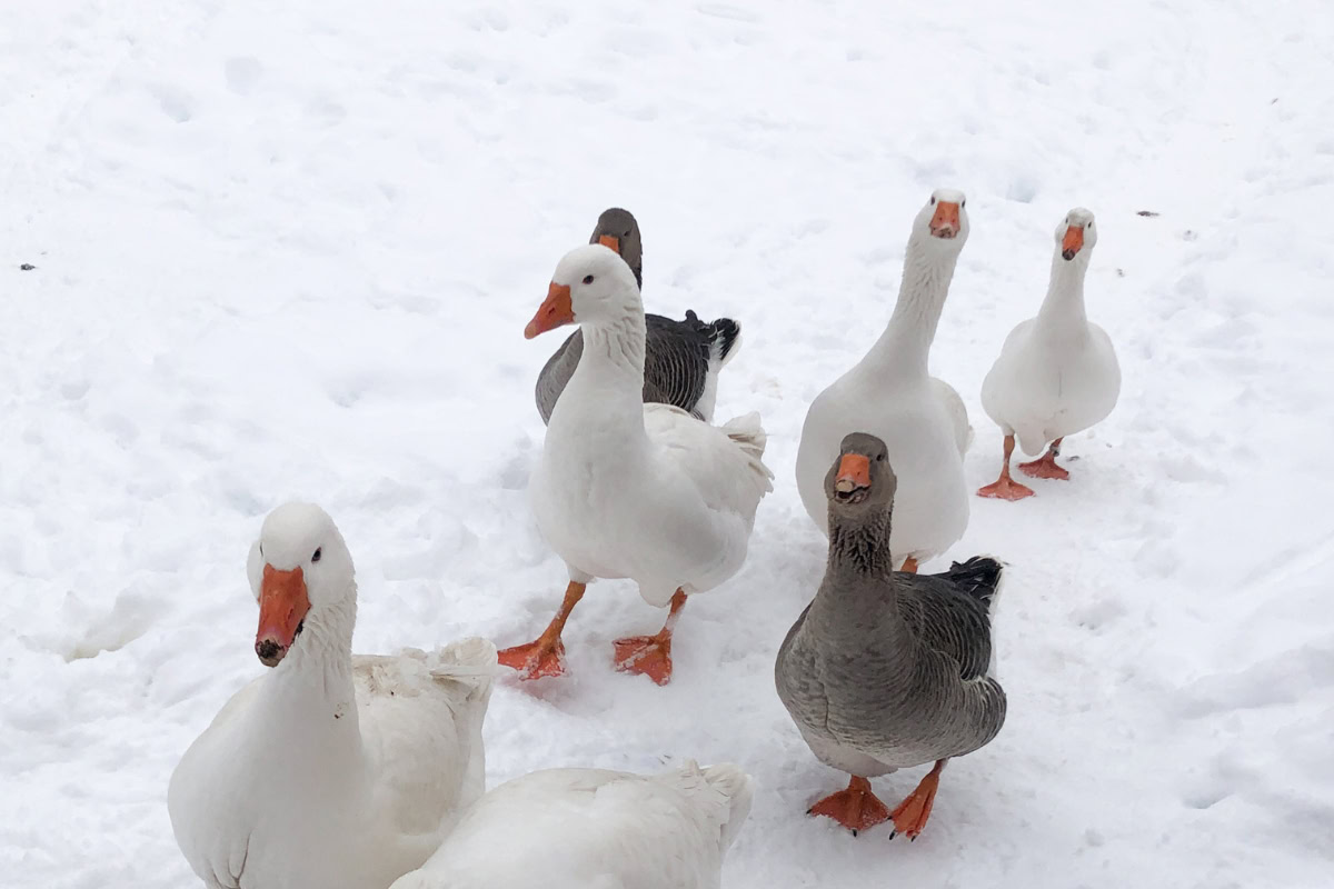geese standing in the snow