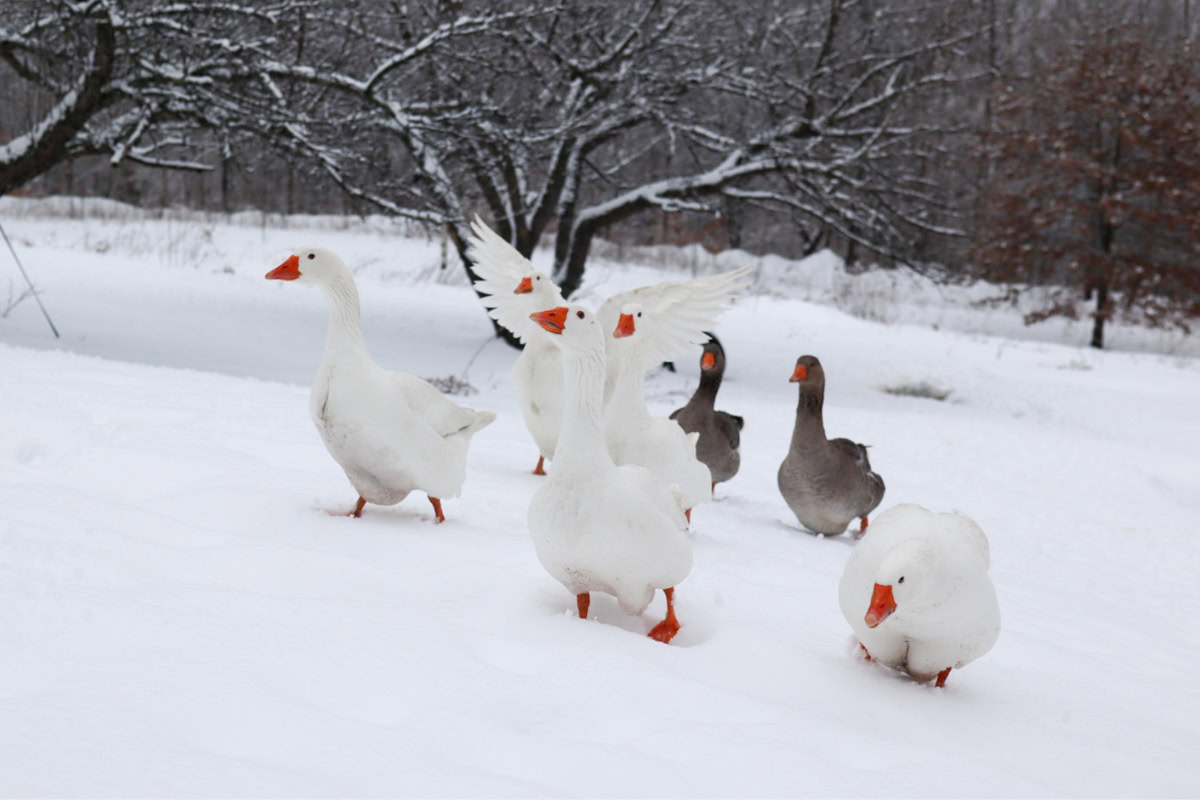 geese in the snow