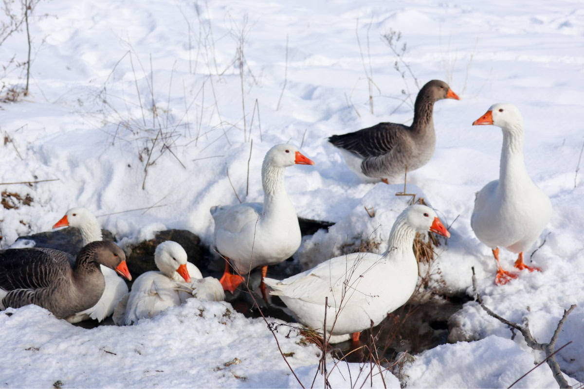 domestic geese in a snowy pond