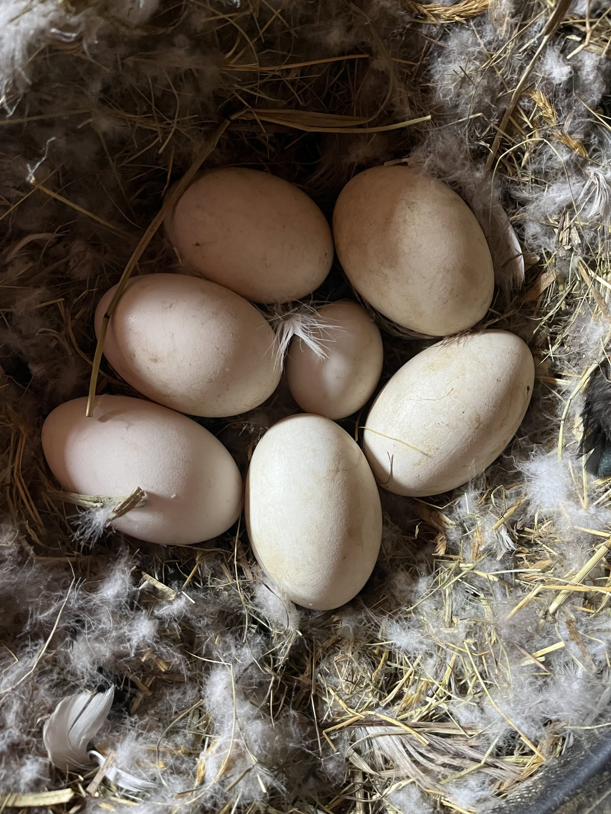 goose eggs in a nest, with one duck egg