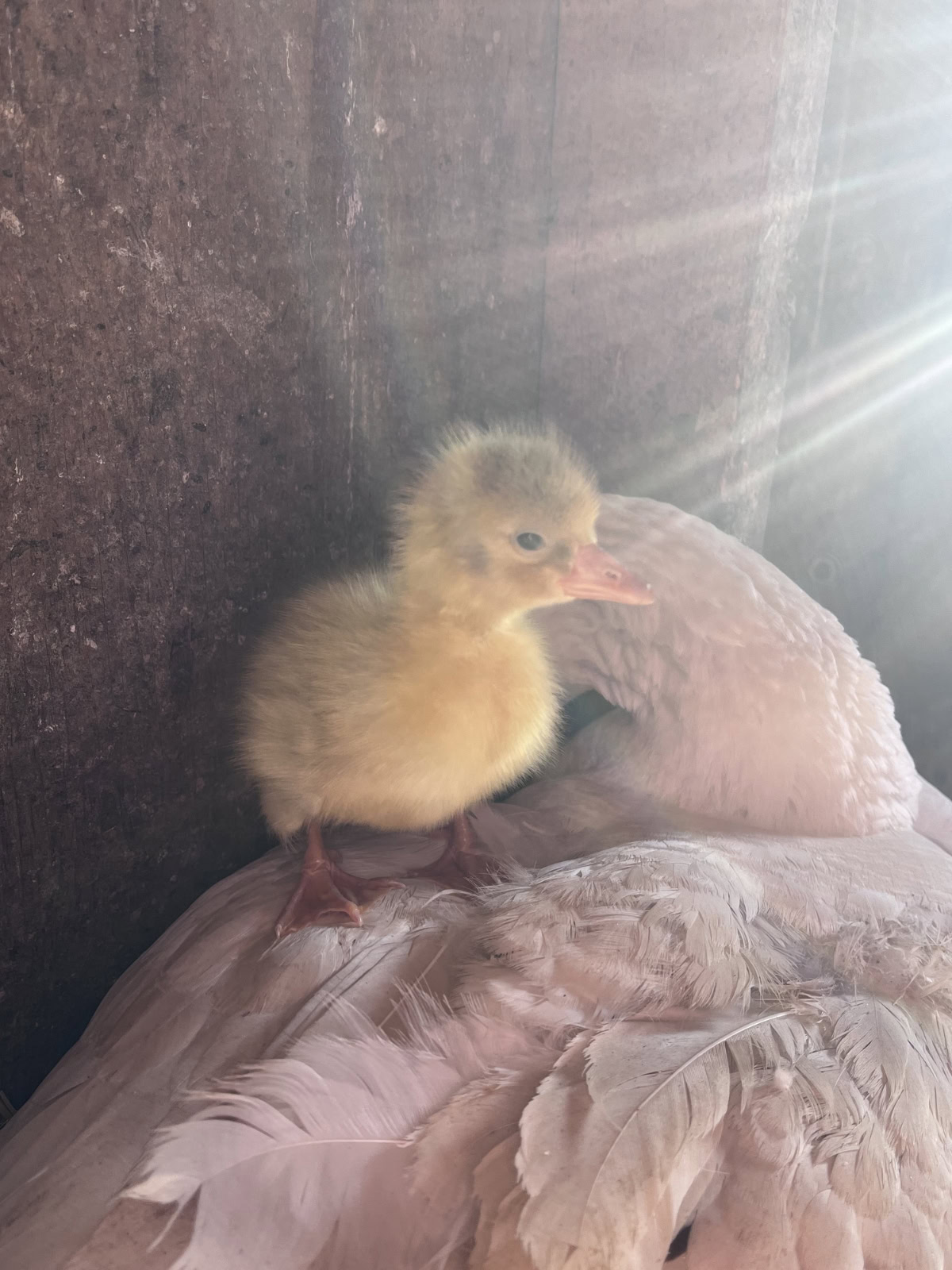 a gosling standing on mom's back