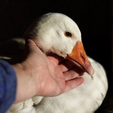A hand cradles the face of a broody mother goose