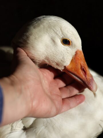 A hand cradles the face of a broody mother goose