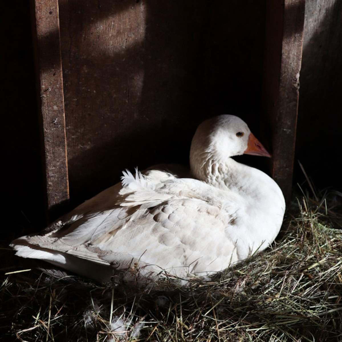 a broody goose sits on a nest in a safely enclosed barn