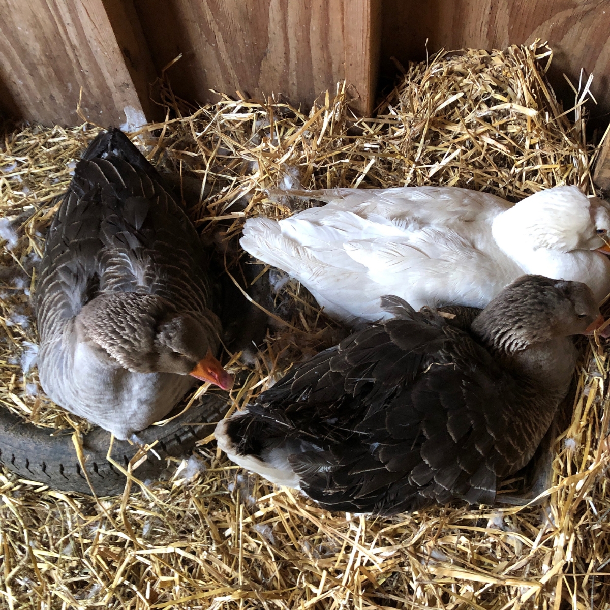 three geese sharing a nesting area