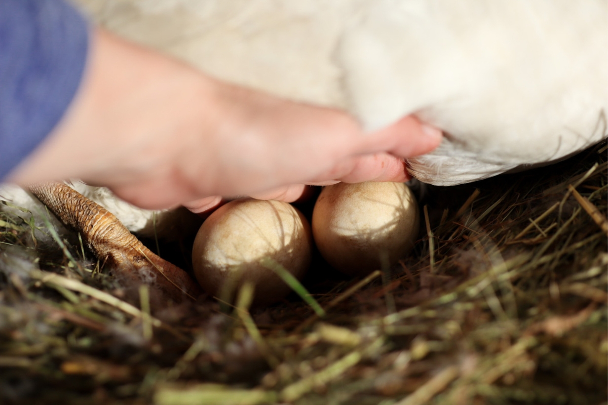 Checking on the eggs under a broody goose