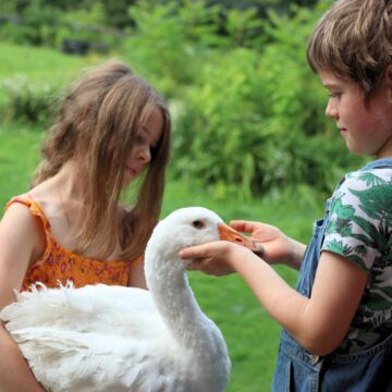 two children lovingly hold a large white goose