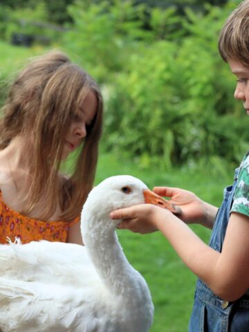 two children lovingly hold a large white goose