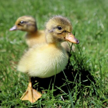 two ducklings walking on grass