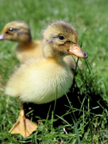 two ducklings walking on grass