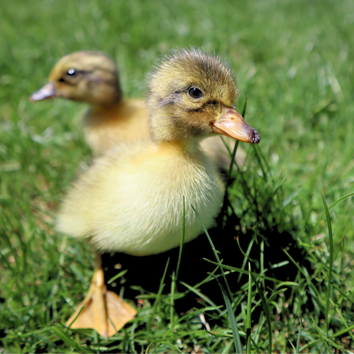 two ducklings walking on grass