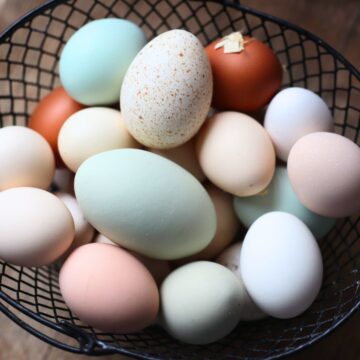 a basket full of chicken and turkey eggs