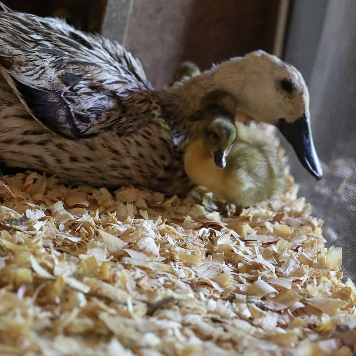 a broody duck with ducklings