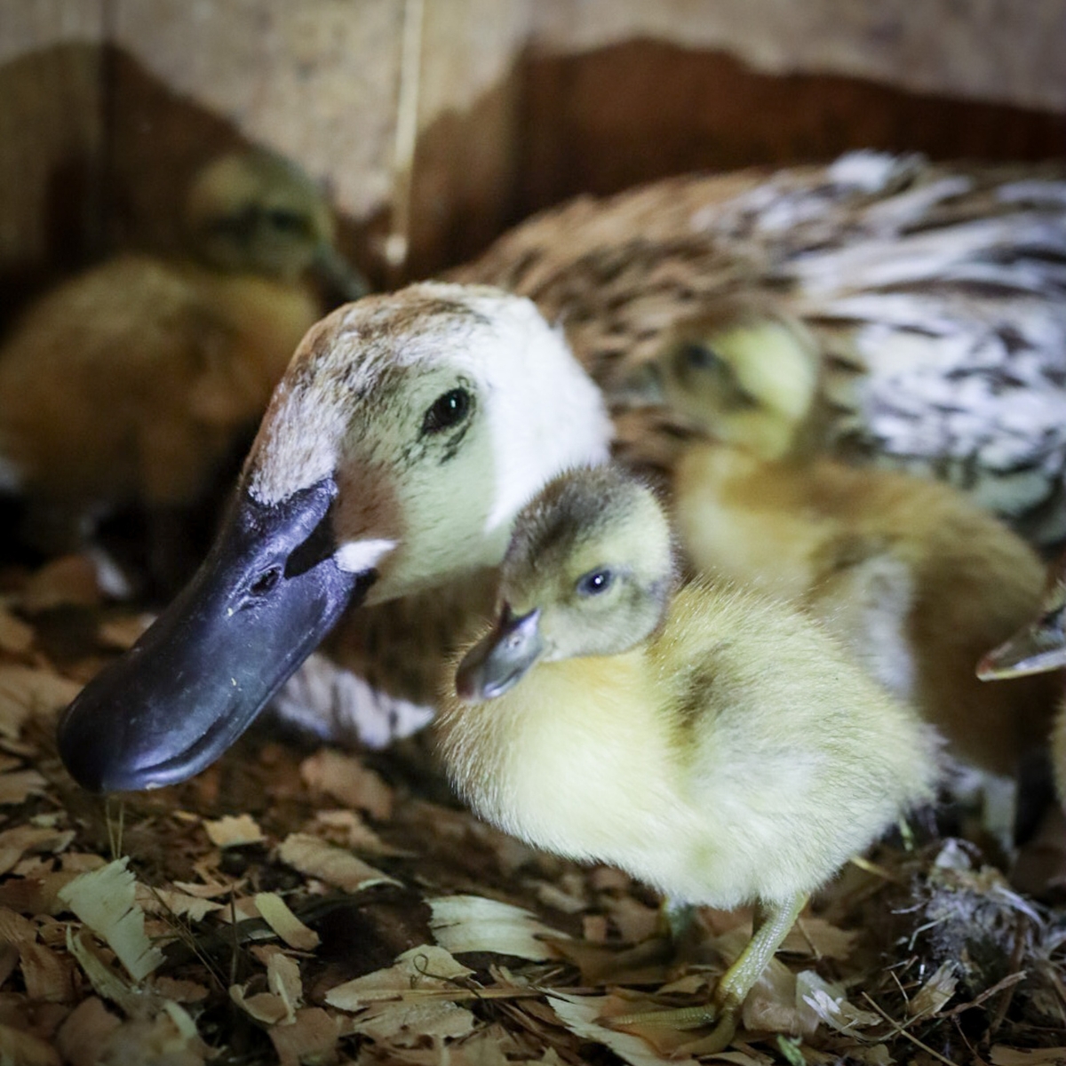 a duck with ducklings
