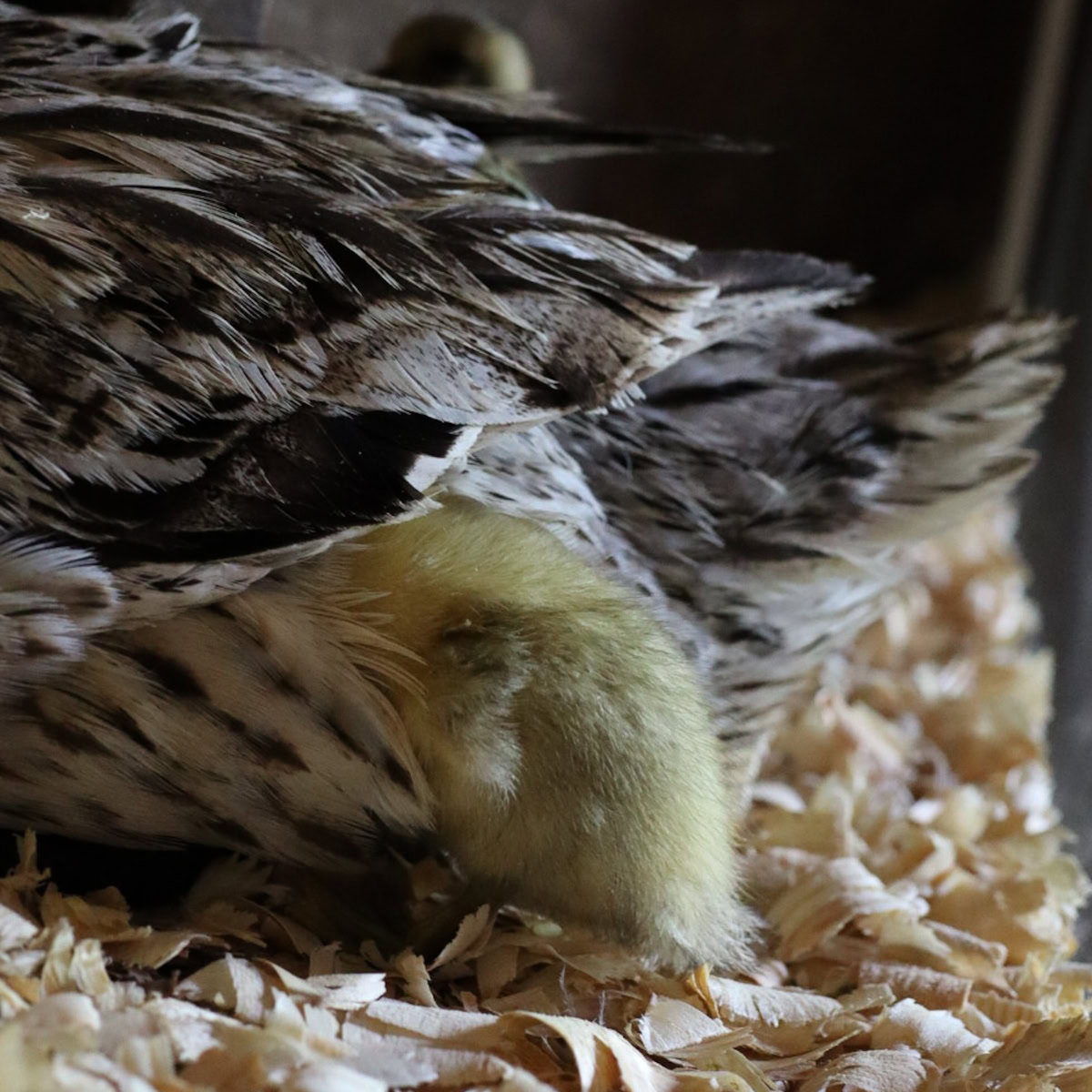 a duckling's bottom sticks out from other his mother duck's feathers