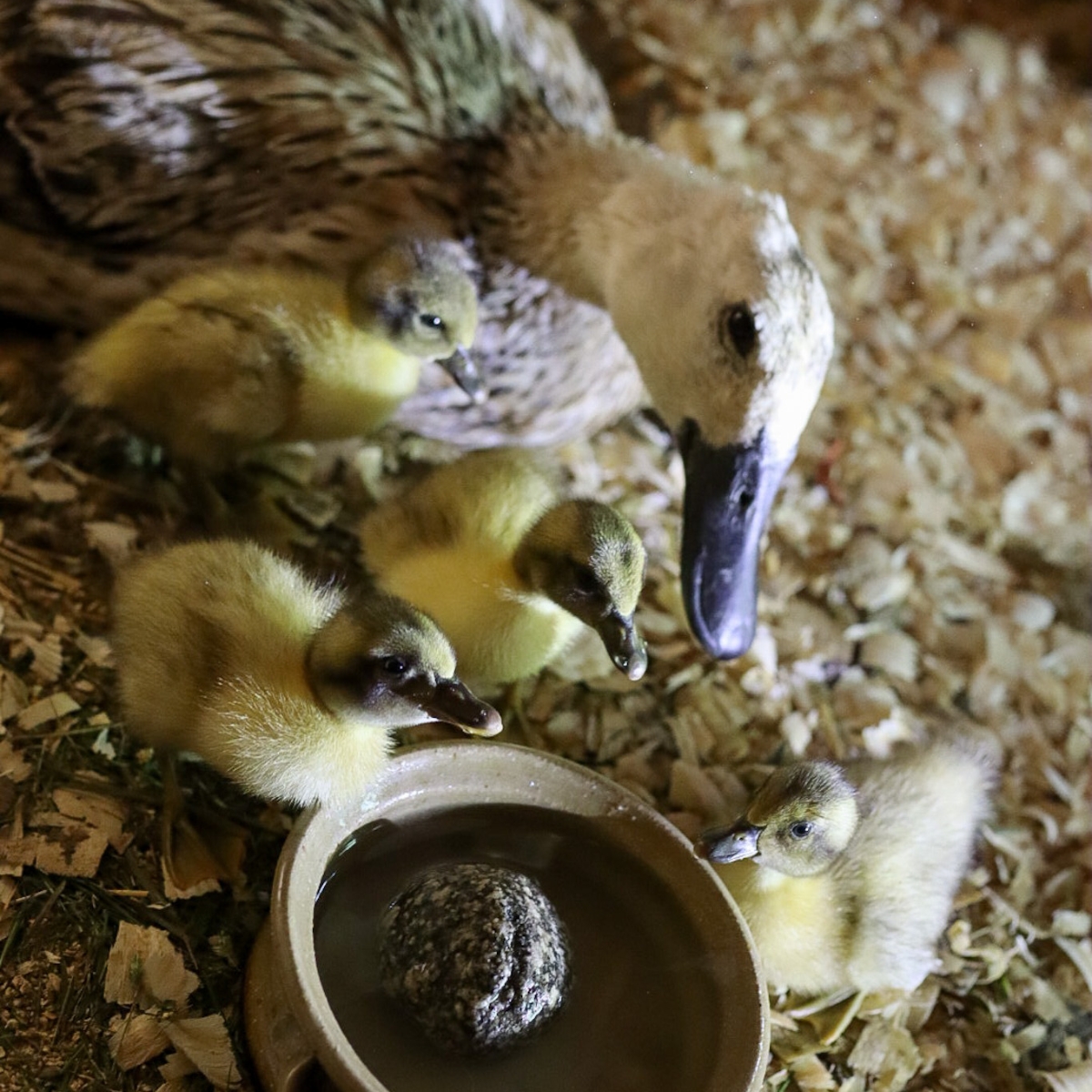 a mother duck watches as her ducklings drink from a bowl