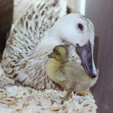 a mother duck with duckling