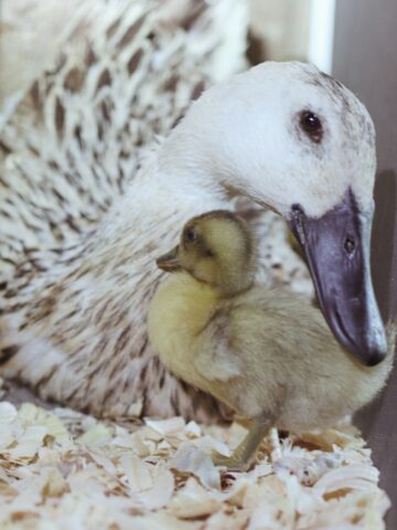 a mother duck with duckling