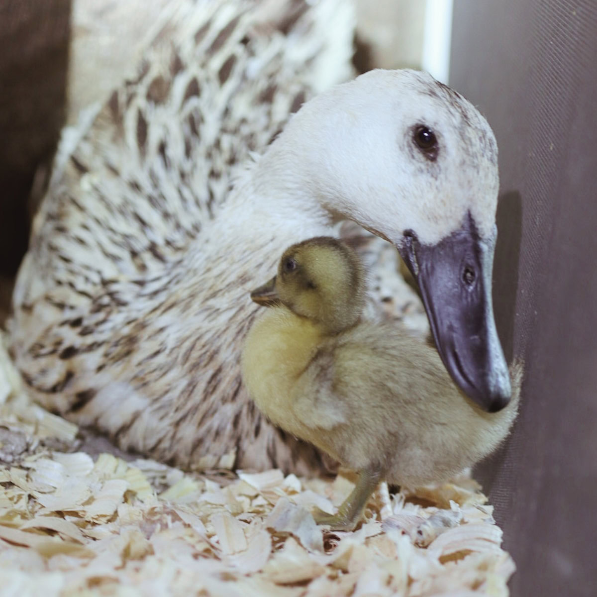 a mother duck with duckling